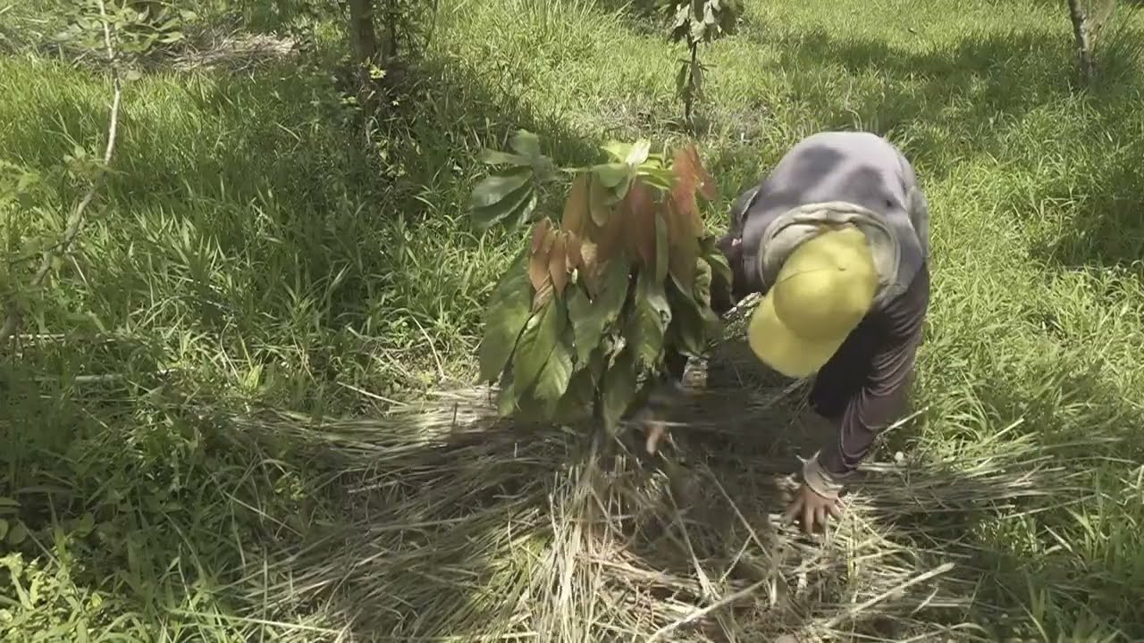 Uso de Vetiver para controlar malezas en una plantación de Cacao y en otras plantaciones frutales