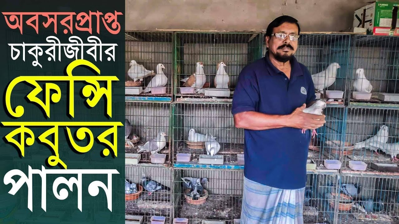 অবসরপ্রাপ্ত চাকুরীজীবির ফেন্সি কবুতর পালনের সফলতার গল্প। pigeons farm gazipur