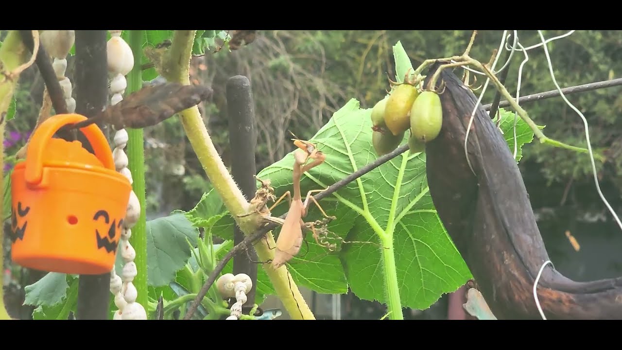 Praying Mantis dinner with tomato flavor bug.