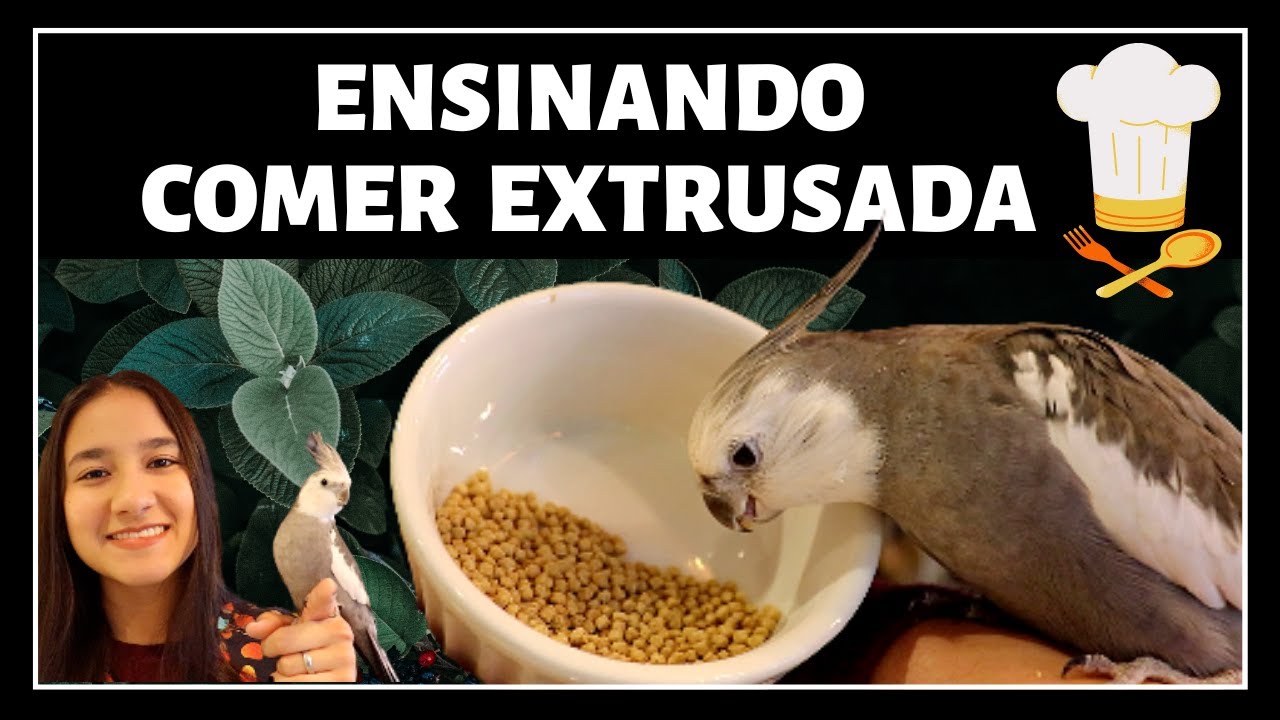 COMO ENSINAR CALOPSITA COMER RAÇÃO EXTRUSADA / PARAR DE COMER SEMENTES