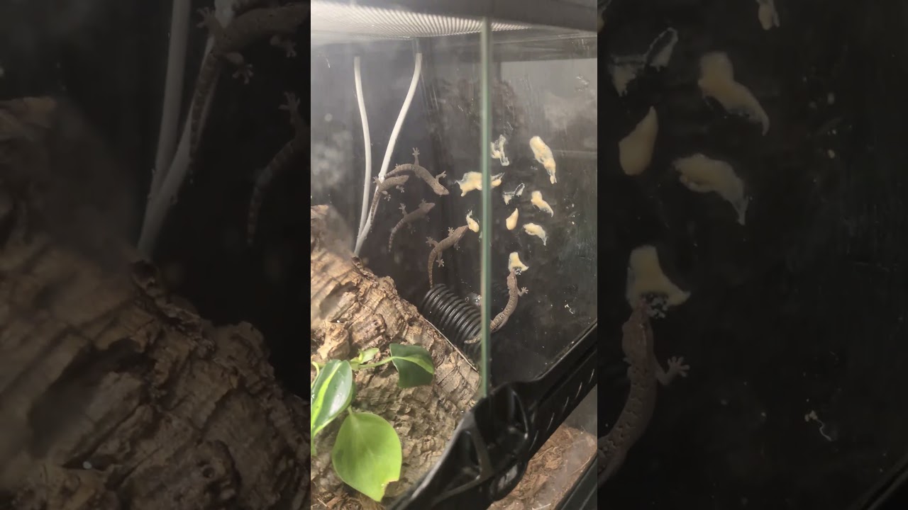 Feeding my morning geckos, these geckos are all female and are parthenogenetic.