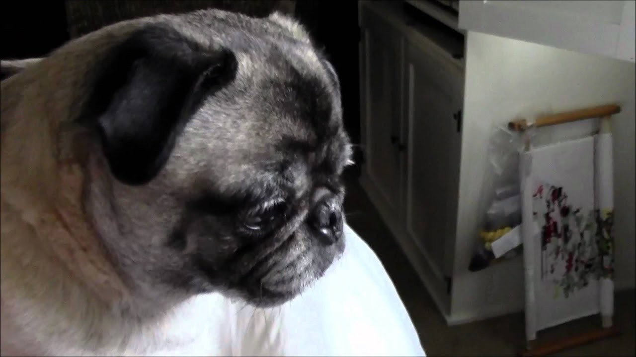 Two Pug Dogs
