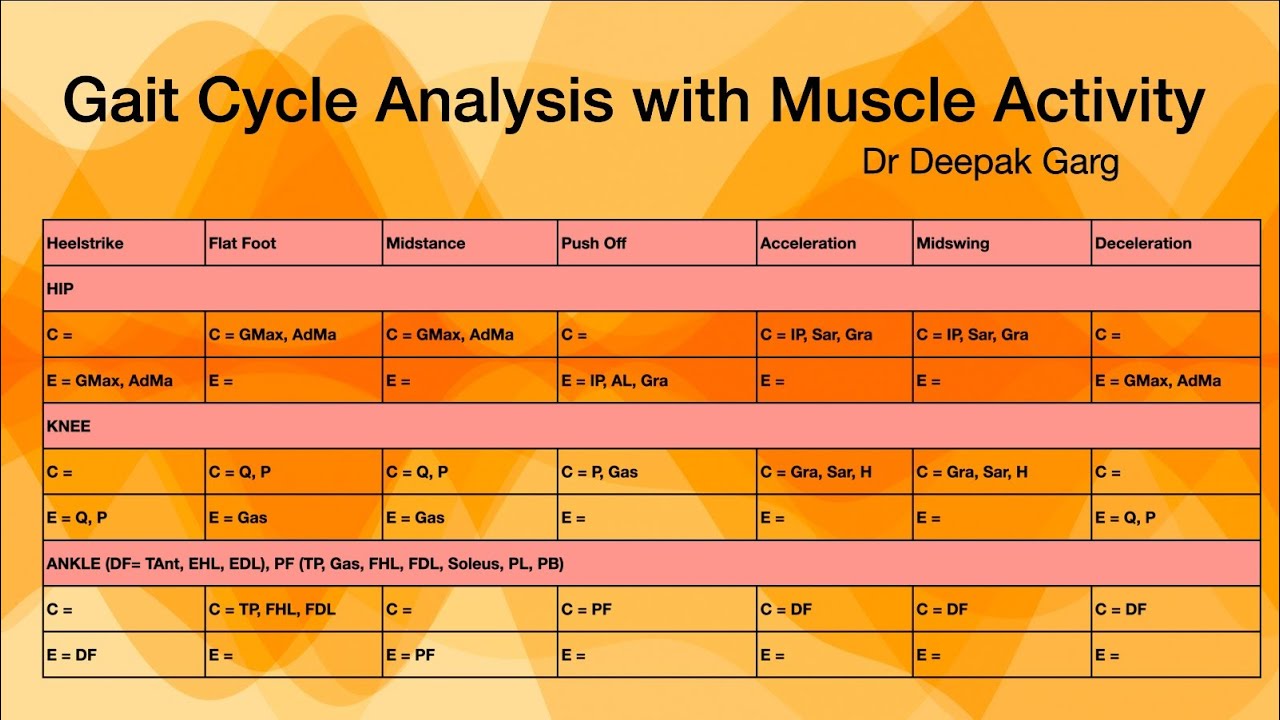 Mastering the Gait Cycle: Normal Walking Style, Gait Biomechanics, and Muscle Detail