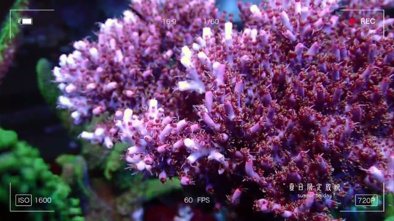 藍箱水族2022年底展示缸硬骨記錄