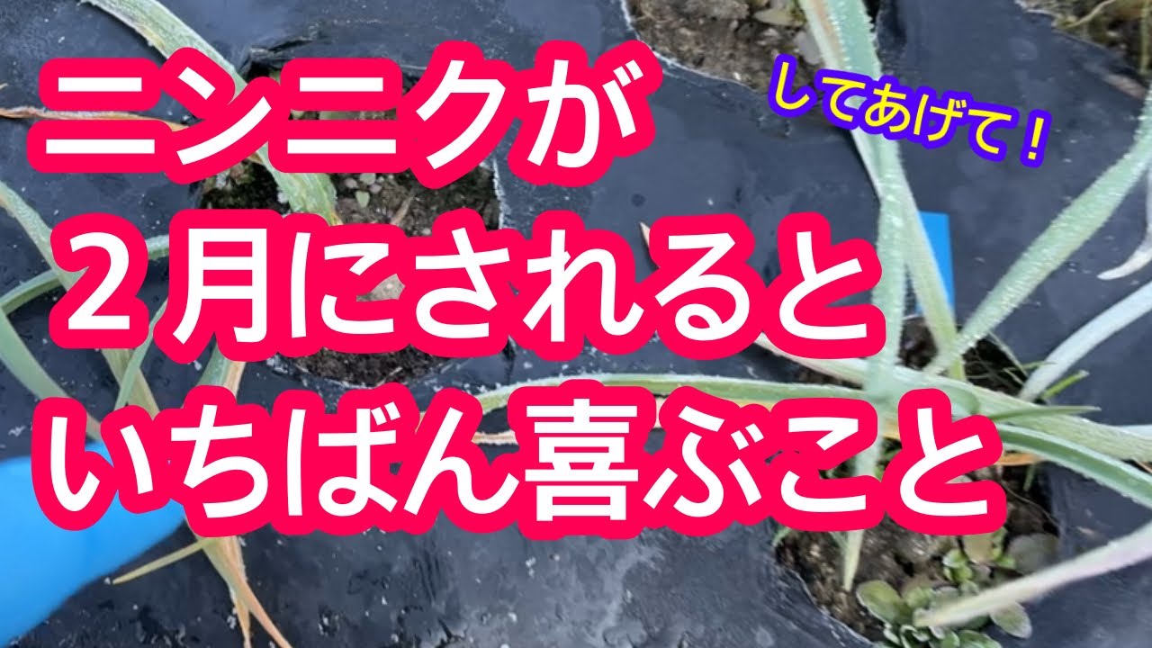【にんにく】季節が少しずつ進み、にんにくが２月にされると１番喜ぶことを解説します。