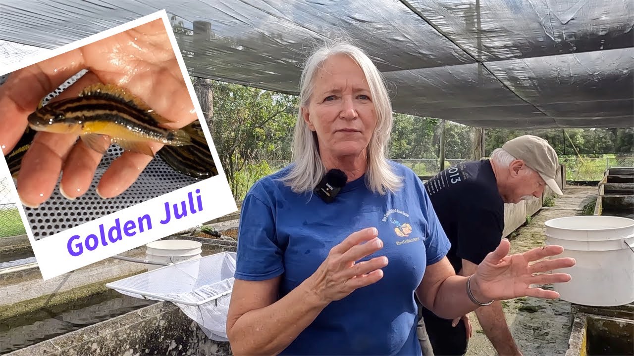 Создание хранилища для разведения Julidochromis ornatus с Тамелой и Риком