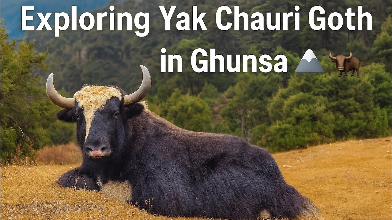 Himalayan Yak Goth Arrives in Ghunsa! I Bought 1 Yak for My Farm