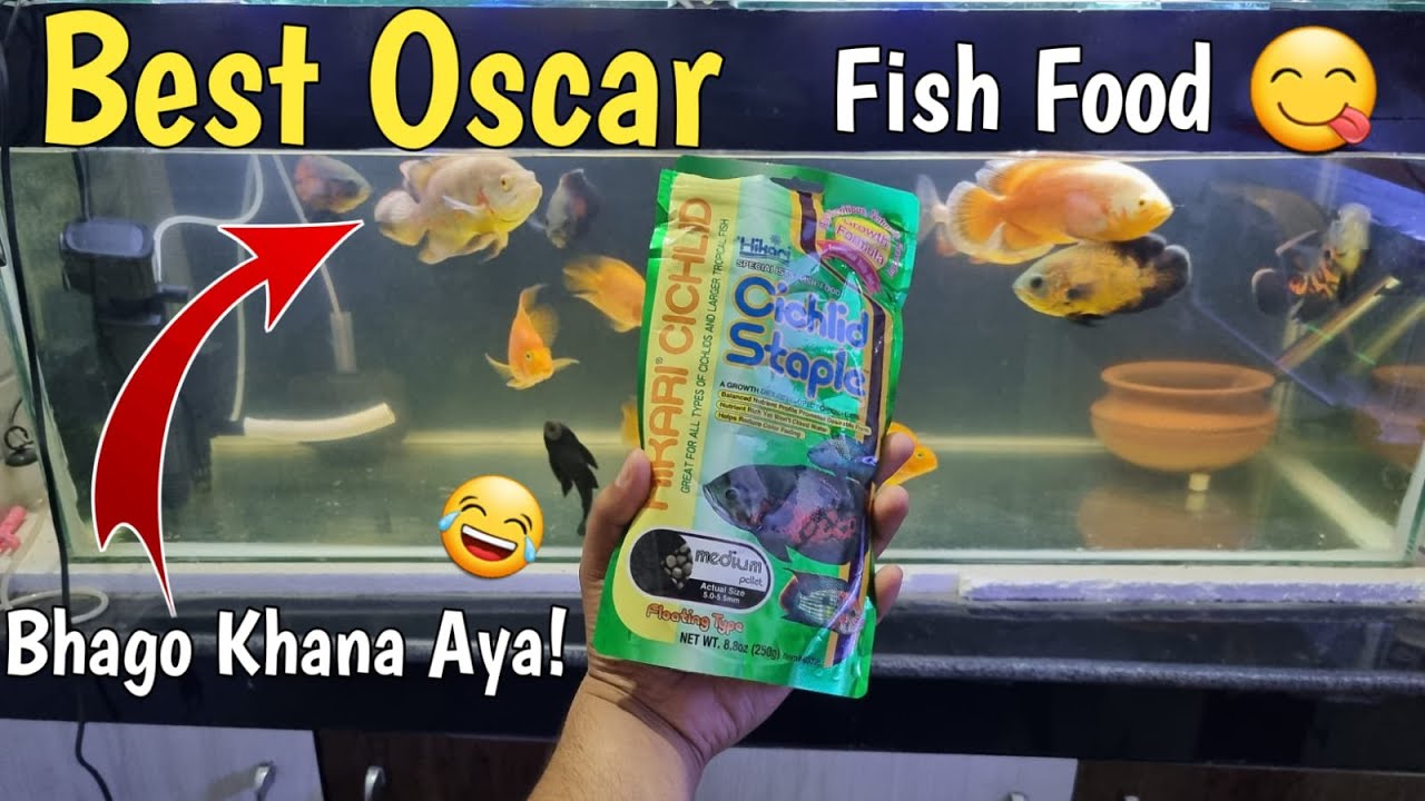Best food for Oscar | best oscar fish food | Best food for Oscars and all Cichlids fishes | Hikari