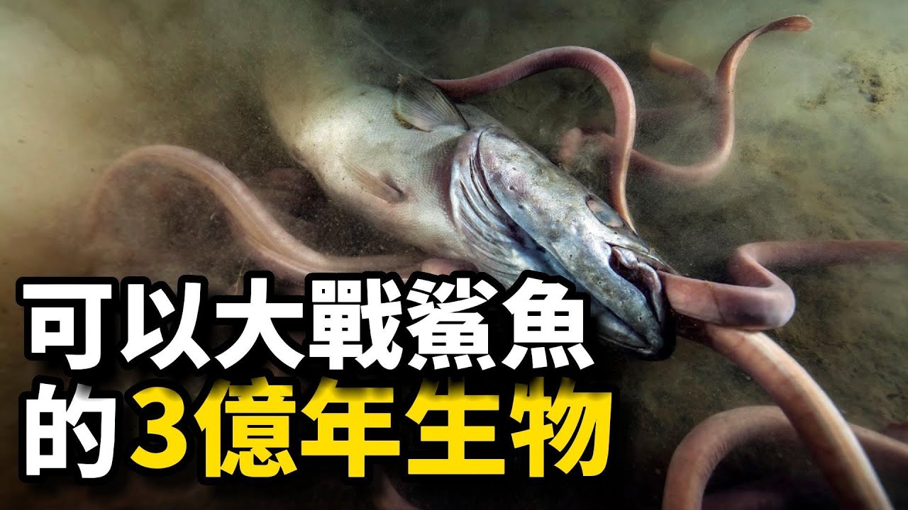 盲鰻：絲毫不懼鯊魚的3億年生物，僅憑一項神技能稱霸海底，無人敢靠近