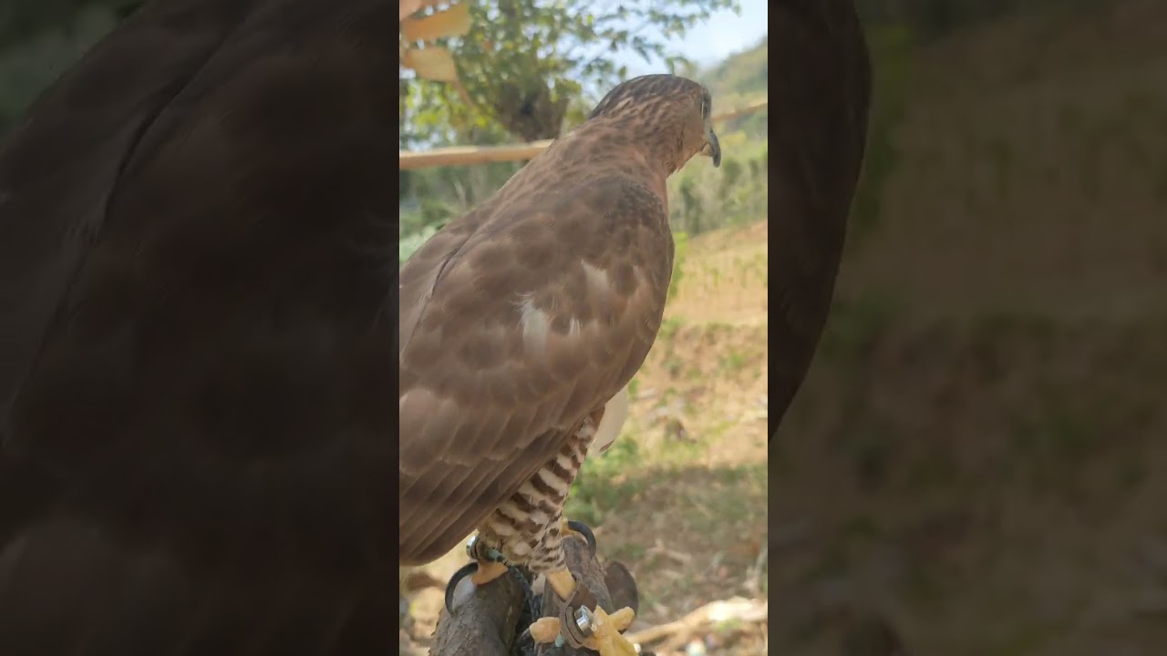 cara melatih alap alap jambul (crested goshawk) dari nol sampai hunting #hunting #falconry