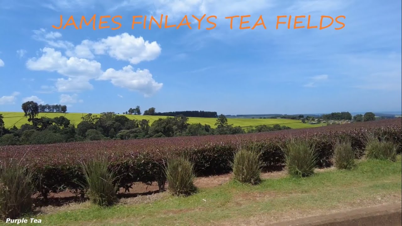 JAMES FINLAYS VAST TEA FIELDS KERICHO RIFTVALLEY KENYA
