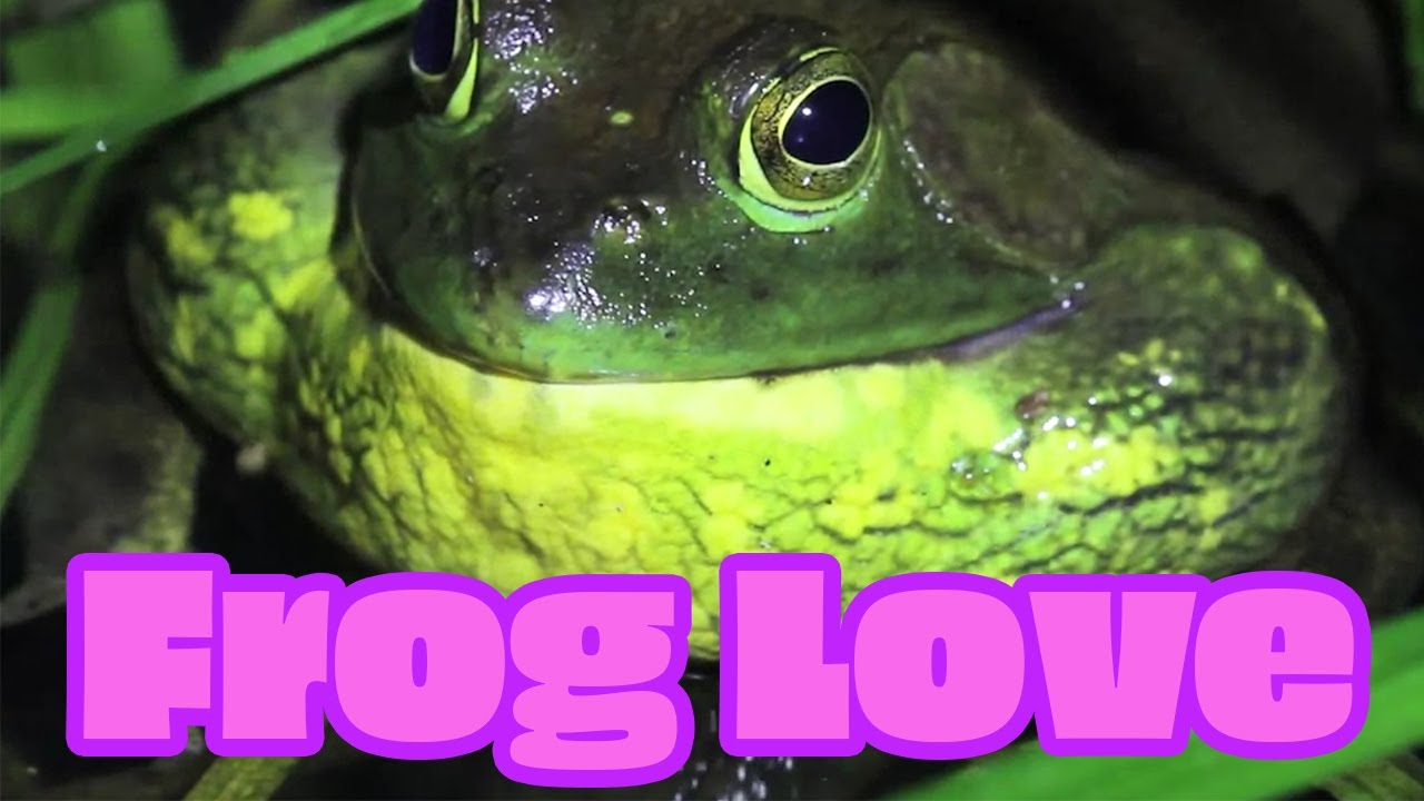 Hip-Hop Frogs: real and crazy frog calls put in music sequencer