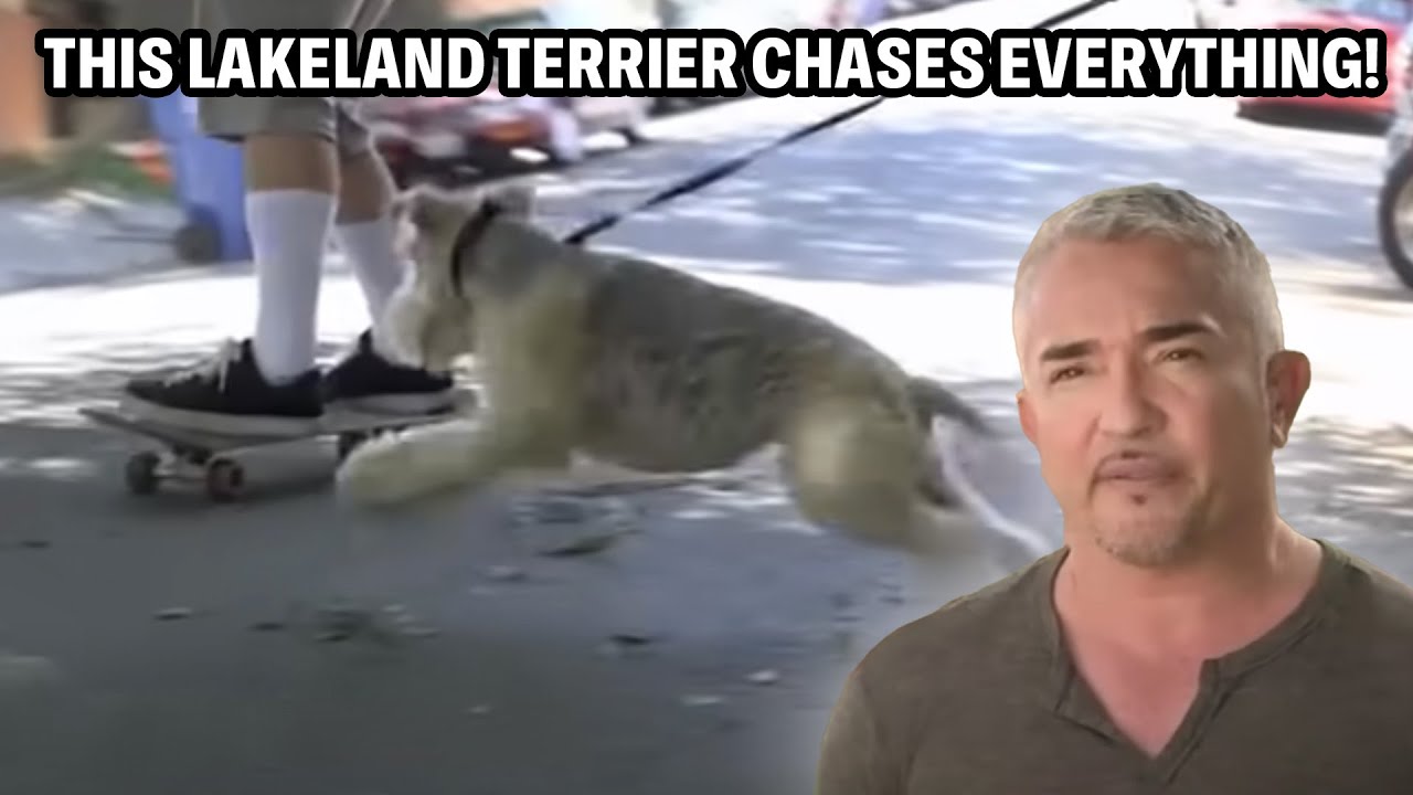 Aggressive Dog Meets Its Match In Near Fatal Attack | Cesar 911 Throwbacks