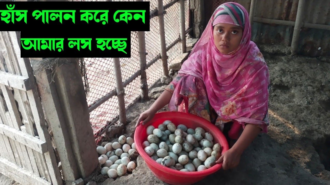 হাঁস পালন করে কেন আমার লস হচ্ছে।কোন কোন ভুলের কারণে হাঁস পালন করে প্রতি দিন লস খাচ্ছি। 