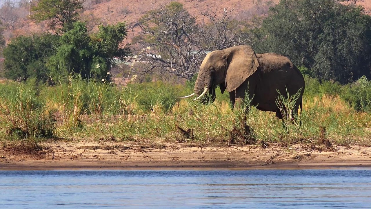 Tiger Safaris 2019