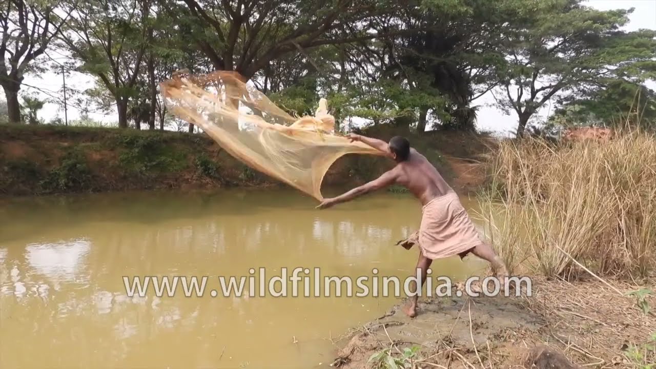 Net Fishing in a village pond in deep rural Odisha, nets lots of tiny fish