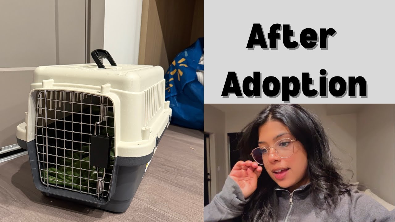 What I Do When I’m Not Fostering Rescue Cats (In Between)