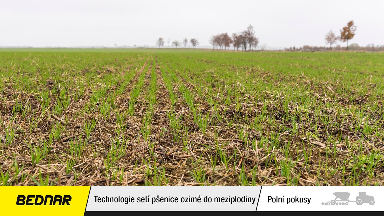 BEDNAR: Hodnocení porostů pšenice ozimé založené do meziplodiny | ProFarm Blatnice