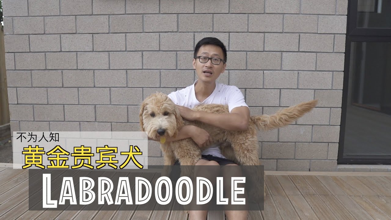 黄金贵宾犬成长日记 | BIN Z Vlog
