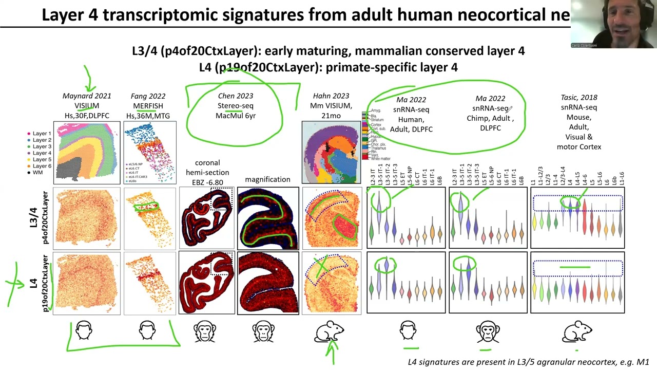 NeMO Analytics: Primate-specific Layer 4 Epigenetic Control