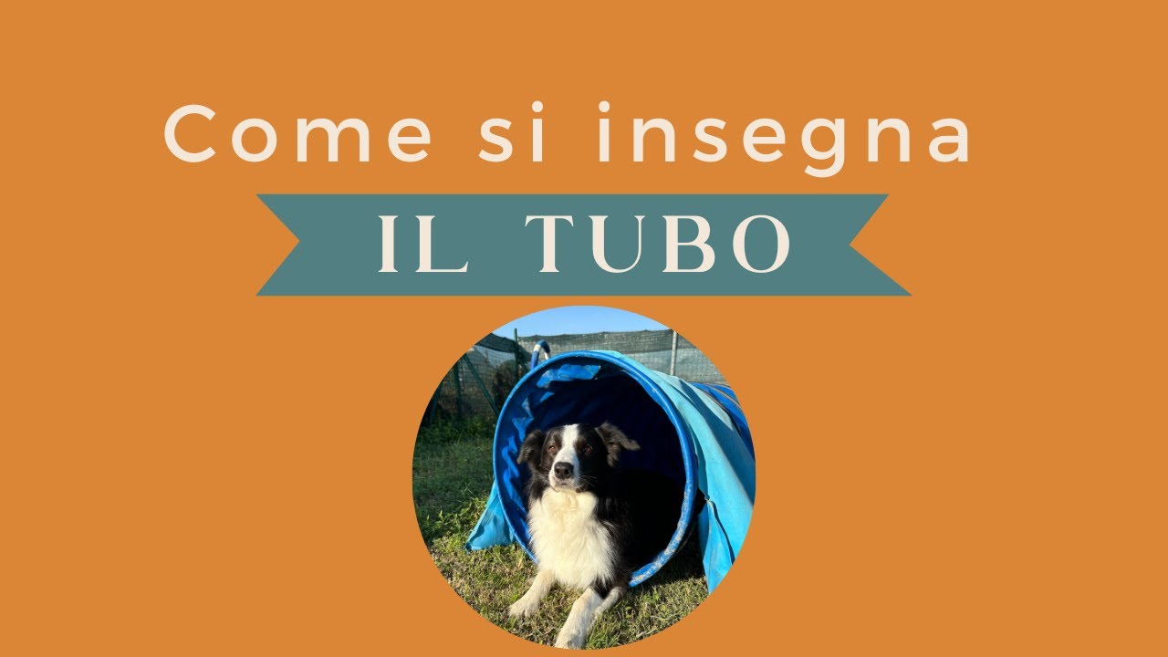 Come insegno al cane IL TUBO dell'agility