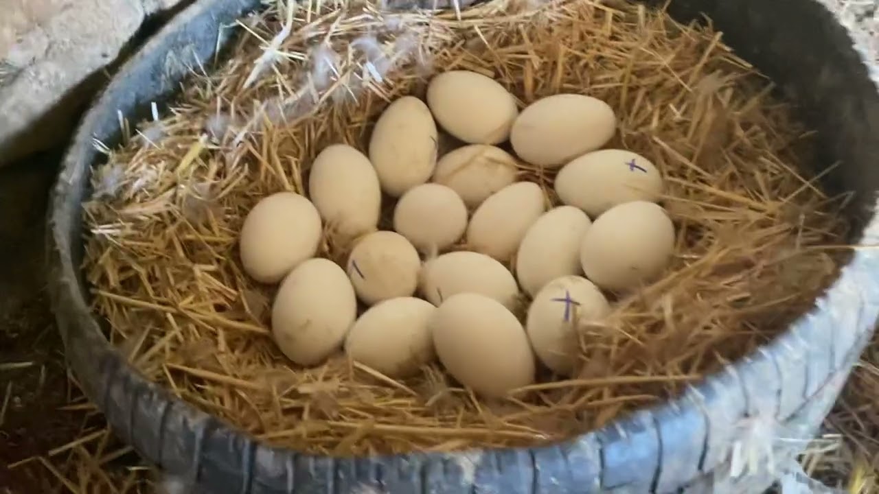 Kulu&ccedil;kaya yatan kazları gurk nasıl bastırılır ? Doğal kulu&ccedil;ka makinası !!