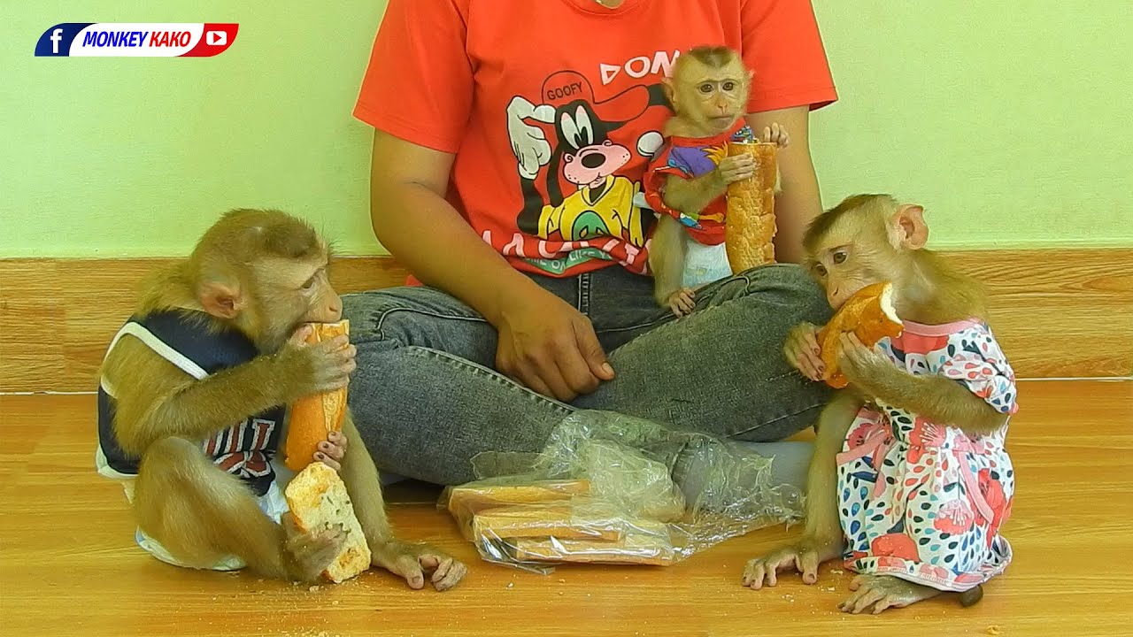 Adorable Kako With Baby Luna And Tiny Olly Enjoying Bread