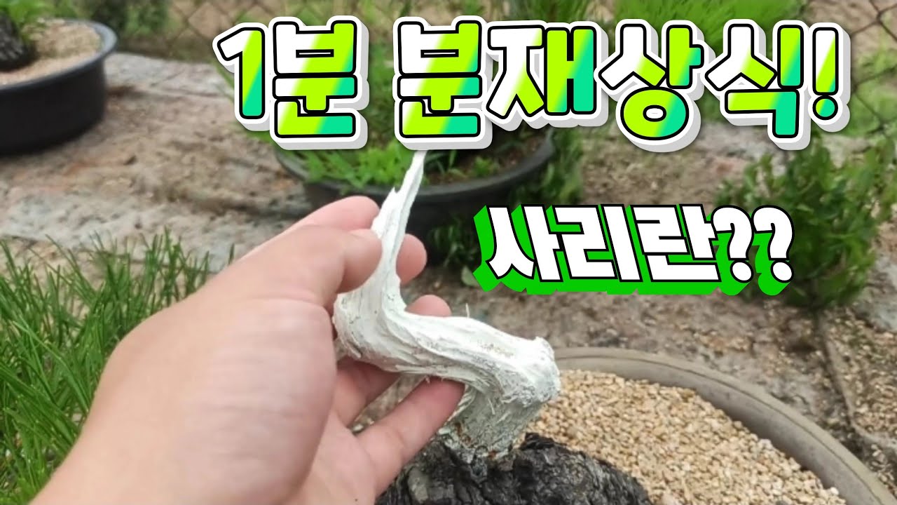 [1분 분재상식] 분재 사리란? - 새싹분재원TV Sprout Bonsai TV