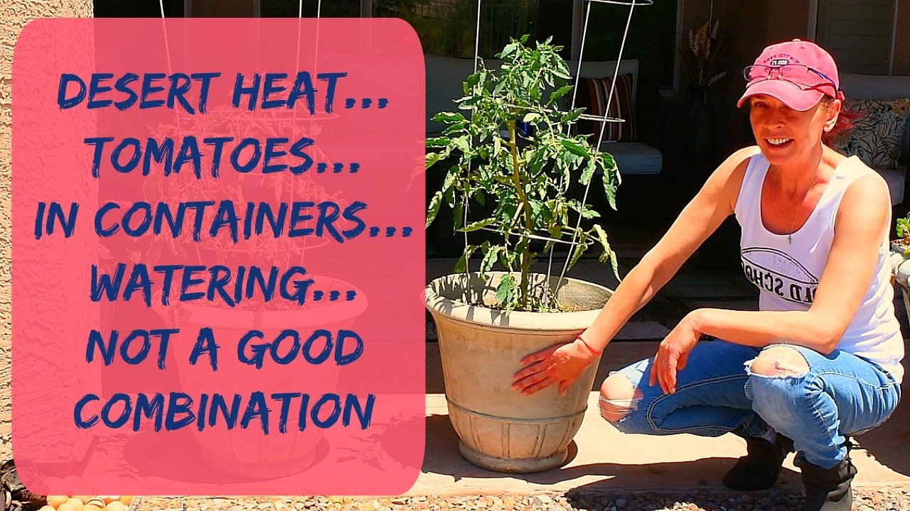 Tomatoes Update - Watering Container Tomatoes In The Summer In Arizona Hot Weather