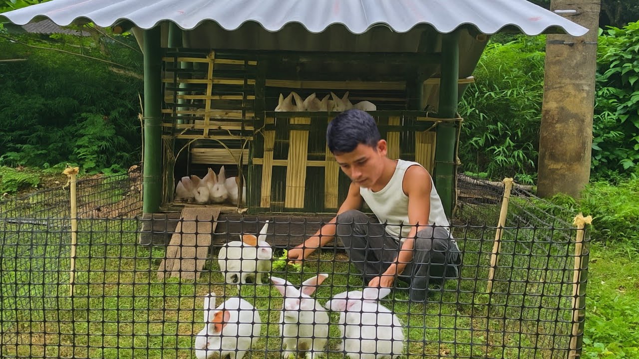 CEO Trieu Phong returns to build the ultimate rabbit home