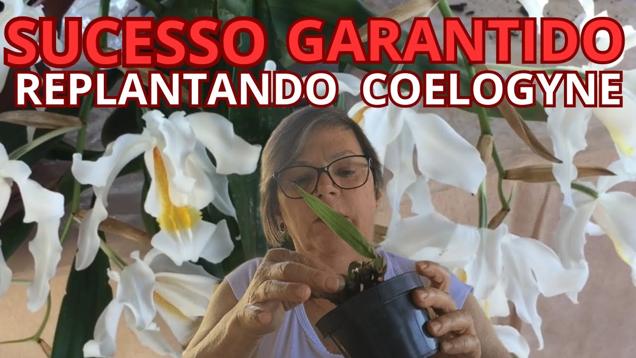 (PASSO A PASSO) REPLANTE DE COELOGYNE CRISTATA