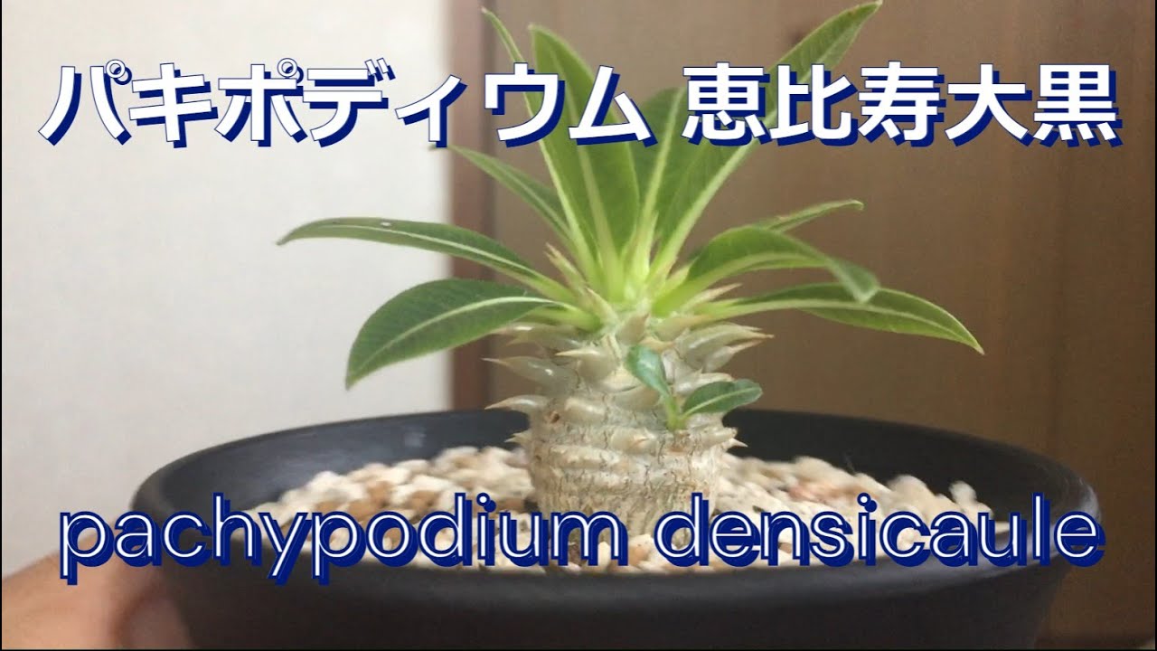 【塊根植物】パキポディウム 恵比寿大黒　pachypodium densicaule