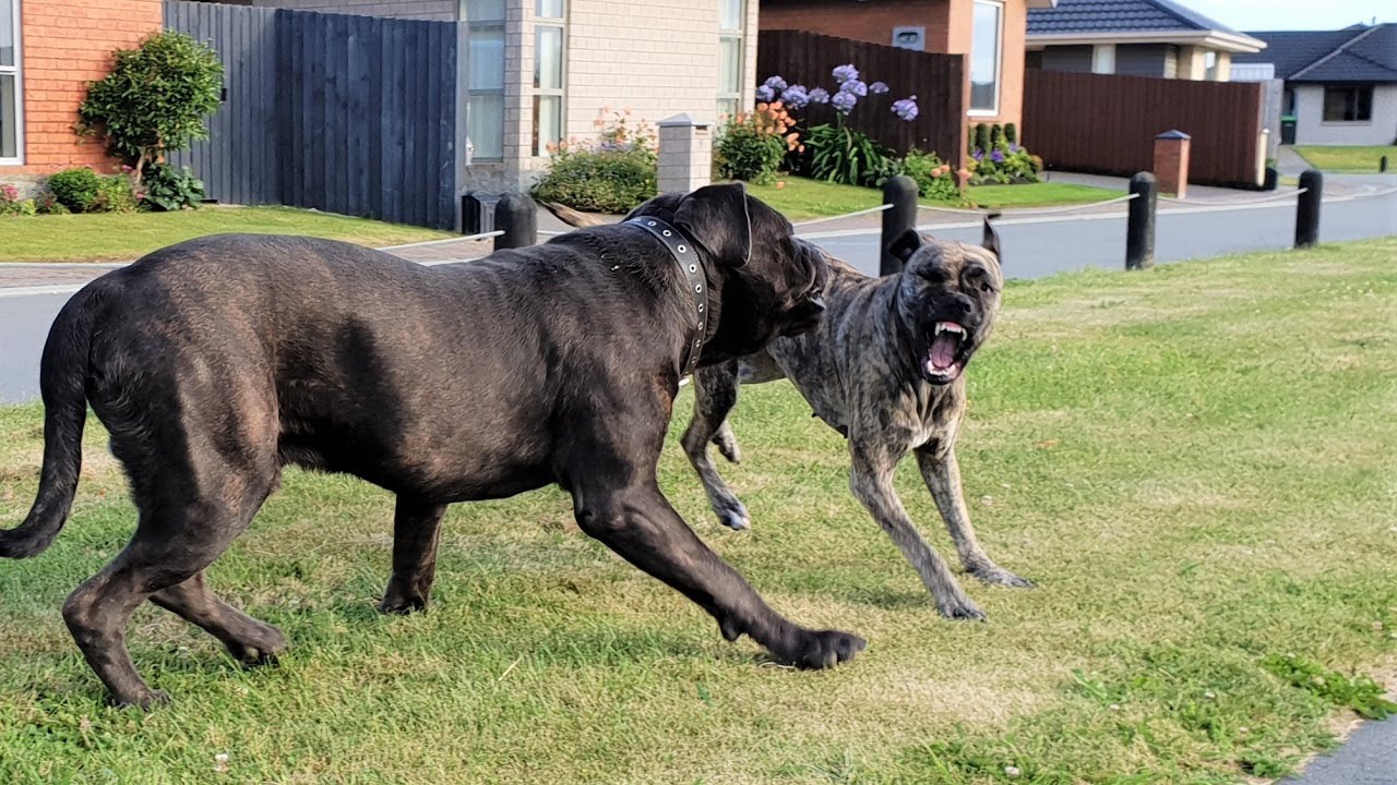 Rottweiler Dominance body language v.s Cane Corso v.s Bull mastiff