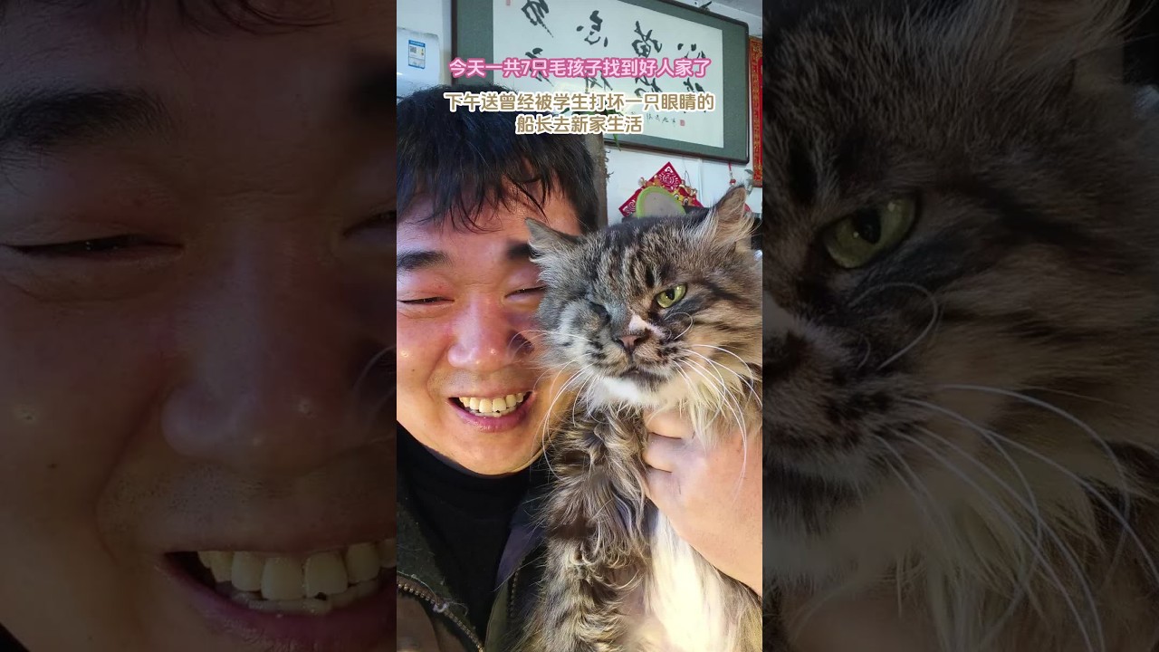 大家看看殘疾貓，一只眼睛的船長又要去新家生活了，這回粉絲福多魚說會養船長一輩子的，只養船長一只貓！我下午給船長洗香香，美容，漂漂亮亮的到新家生活！祝福毛孩子們到新家過得幸福！#貍花……，W