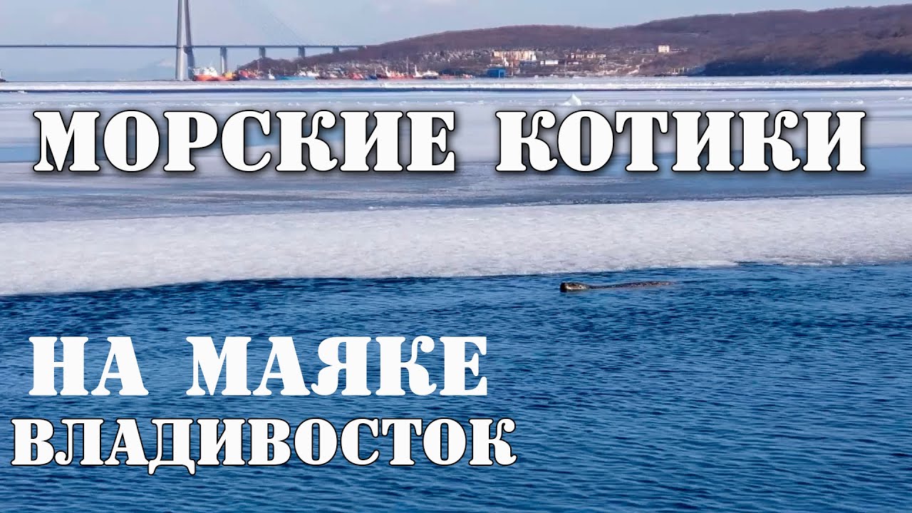 Дикие Морские котики на маяке во Владивостоке.