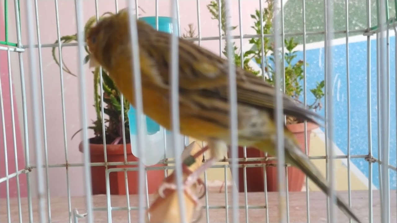 CANTO Para aprender el pájaro canario 🐦💯💯