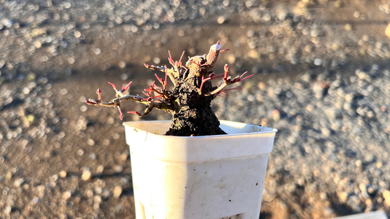 【YMJ】ミニの荒皮もみじ #盆栽 #bonsai