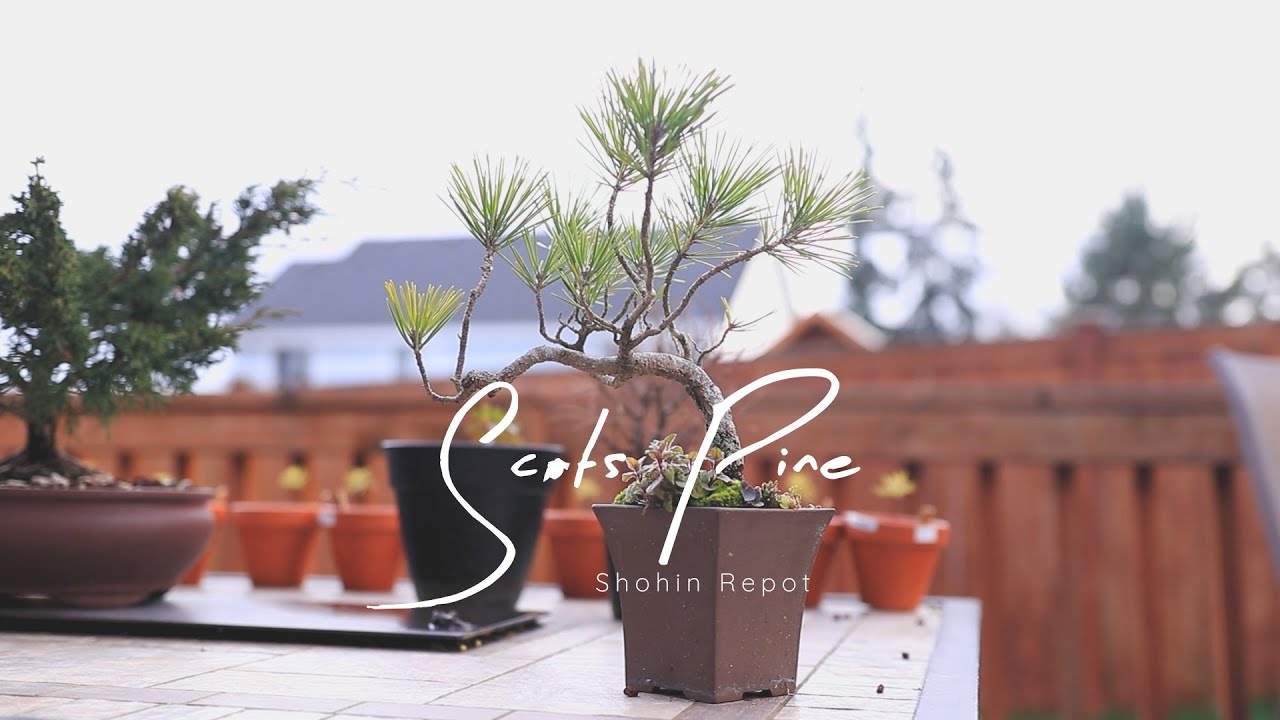 Shohin Scots Pine Bonsai Repot