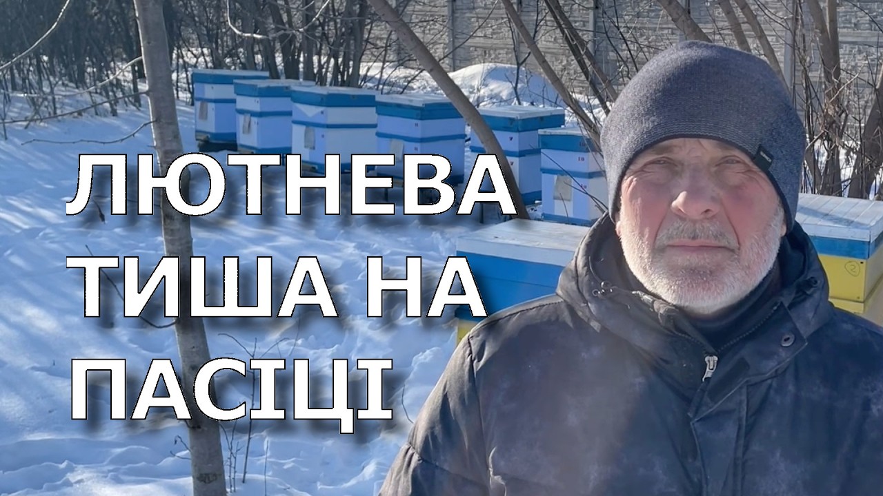 Февральская тишина на пасеке: конденсата мало, пчёлы гудят, полевая мастерская.