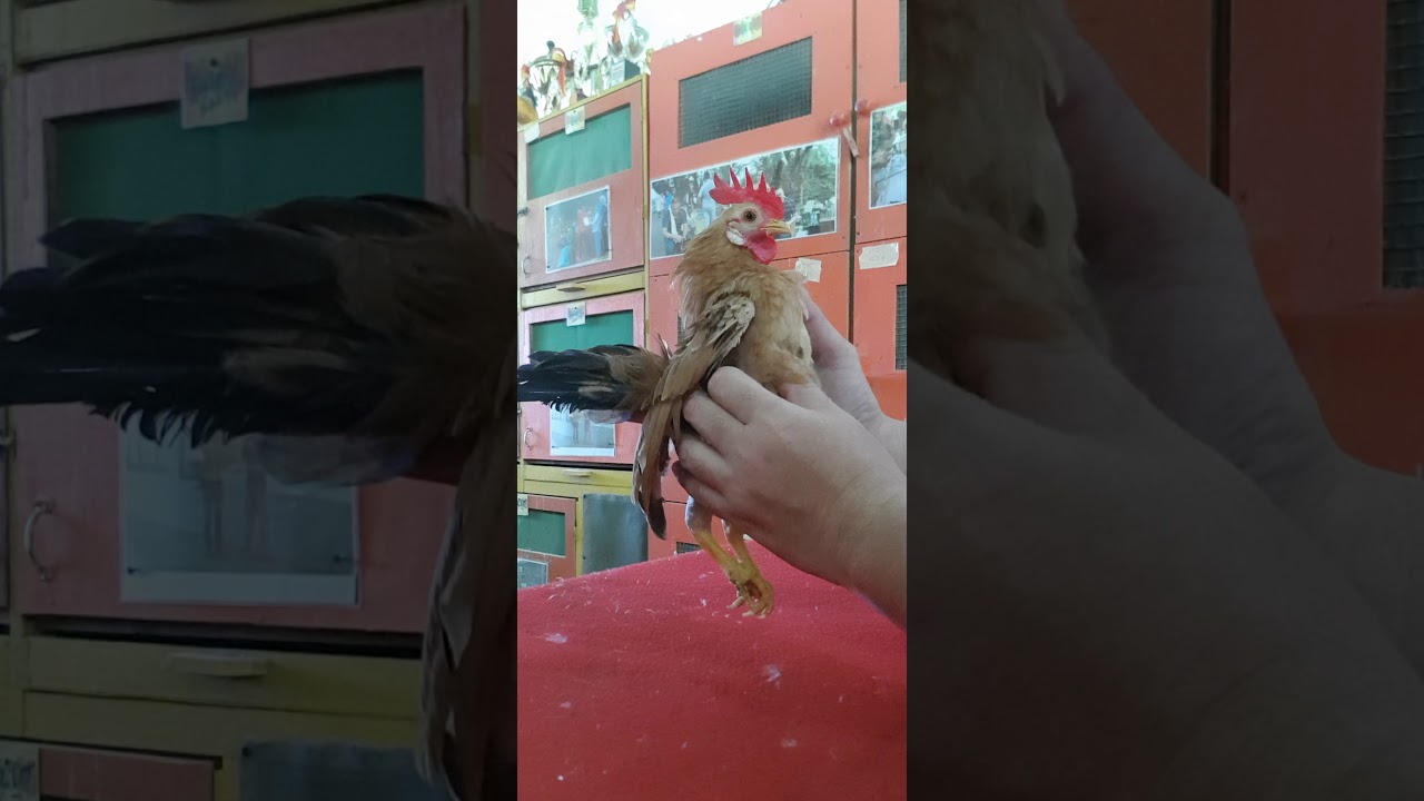 Basic Ayam Serama Trimming