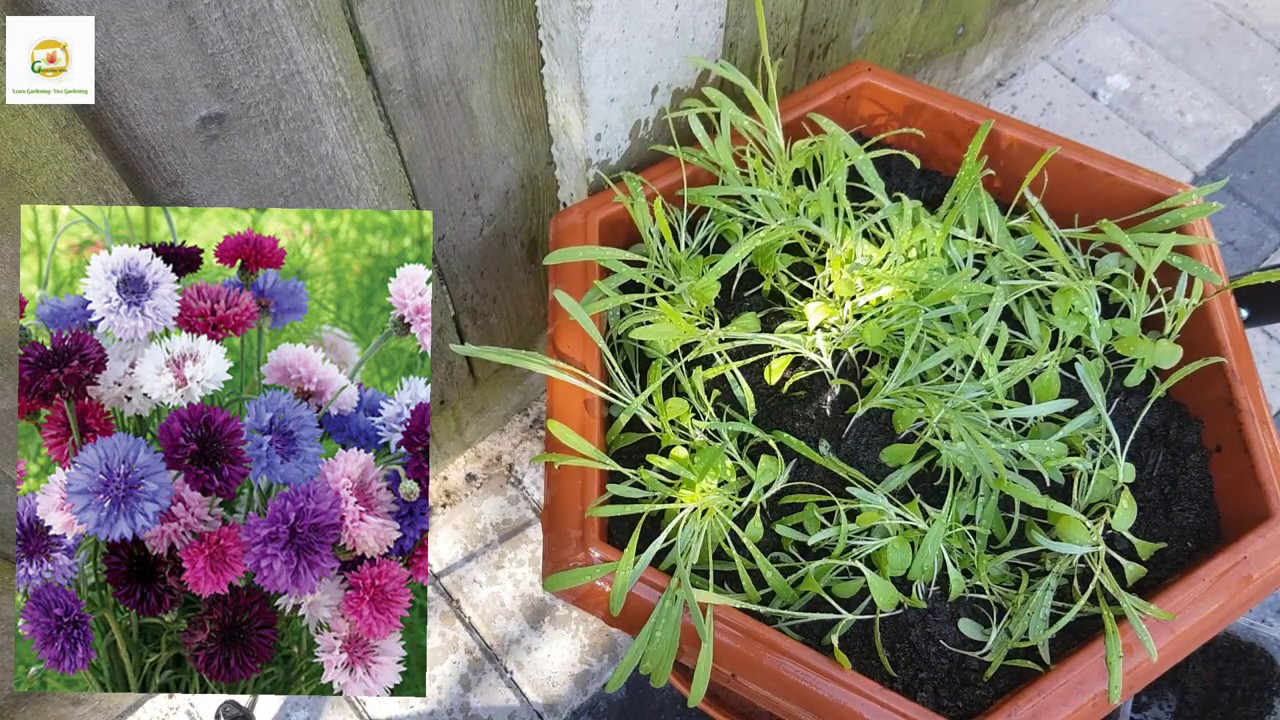 Planting Cornflowers (Bachelor Buttons) in patio container~ Growing Cornflowers Part 2