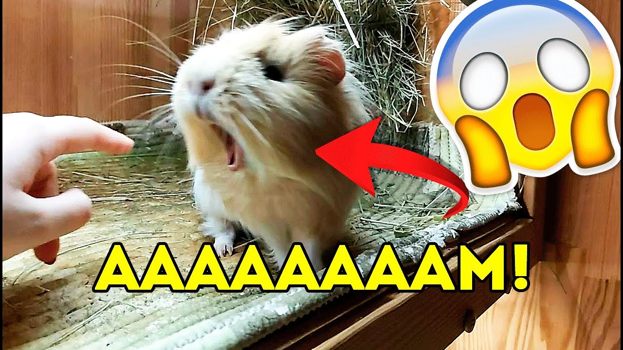 СВИНСКОЕ ПОВЕДЕНИЕ! ТАЙНАЯ ЖИЗНЬ ДОМАШНИХ ЖИВОТНЫХ. Замедленная Съёмка SvinkiShow