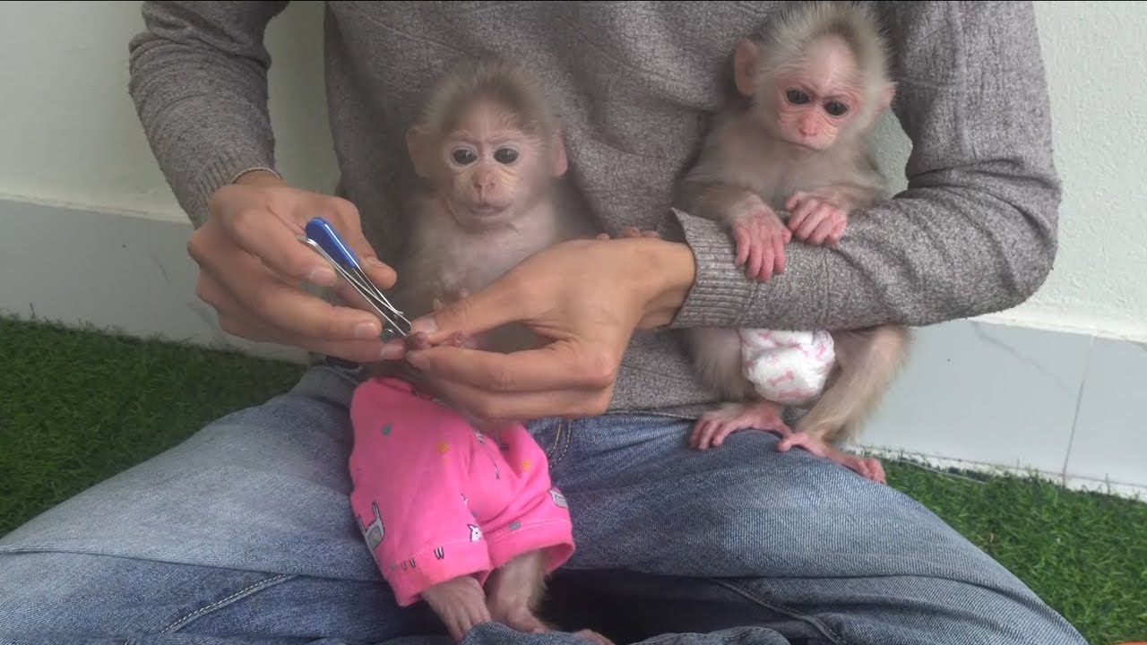 Dad cut the nails of baby monkey and lubu