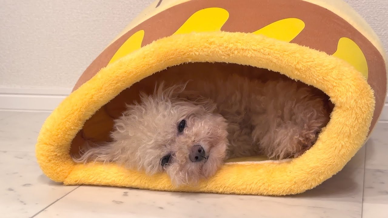 なんもしたくねえ