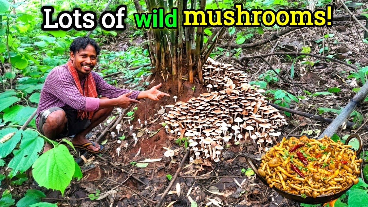 Wild Mushroom Cooking Village Style | Junglee Mushroom | Forest Mushroom Recipe 