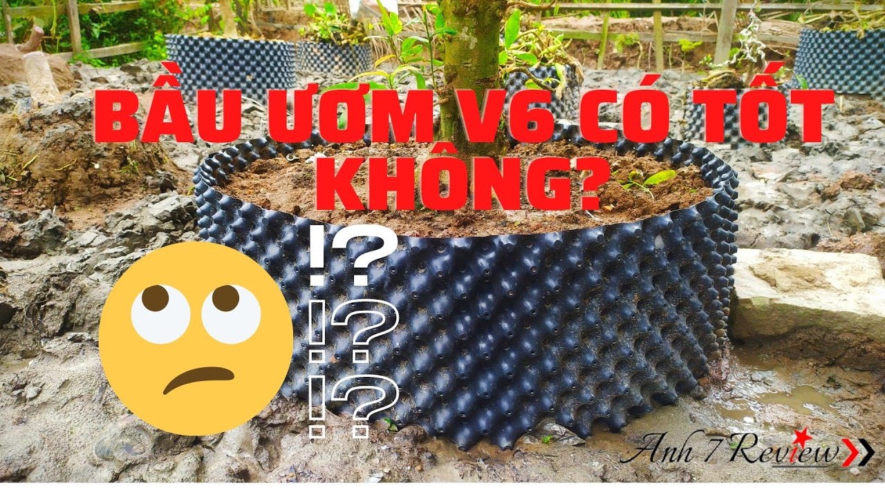 Bầu ươm cây cảnh v6 giá rẻ