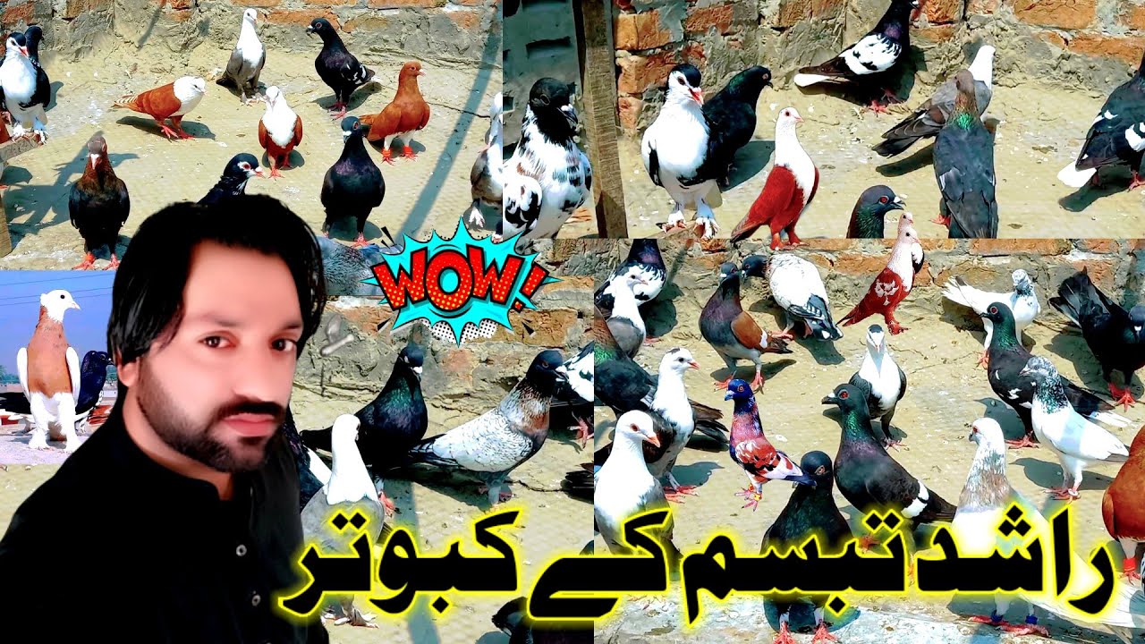 Rashid Tabsam Pigeons | LKB Pigeons | kabootar Bazi