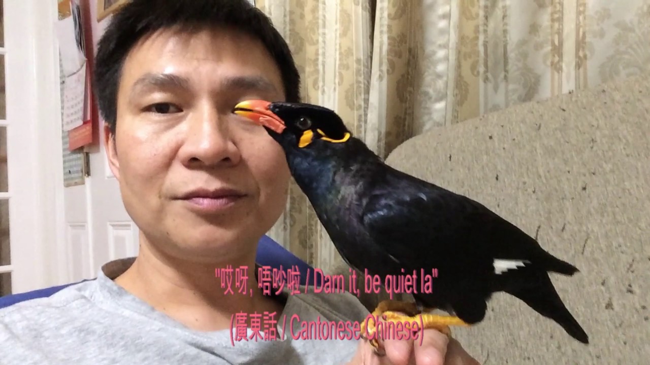 Talking Bird Hill Mynah, 鹩哥, 了哥, 開平 Kaiping, 台山Taishang, Gracula religiosa, Burung Tiong Mas