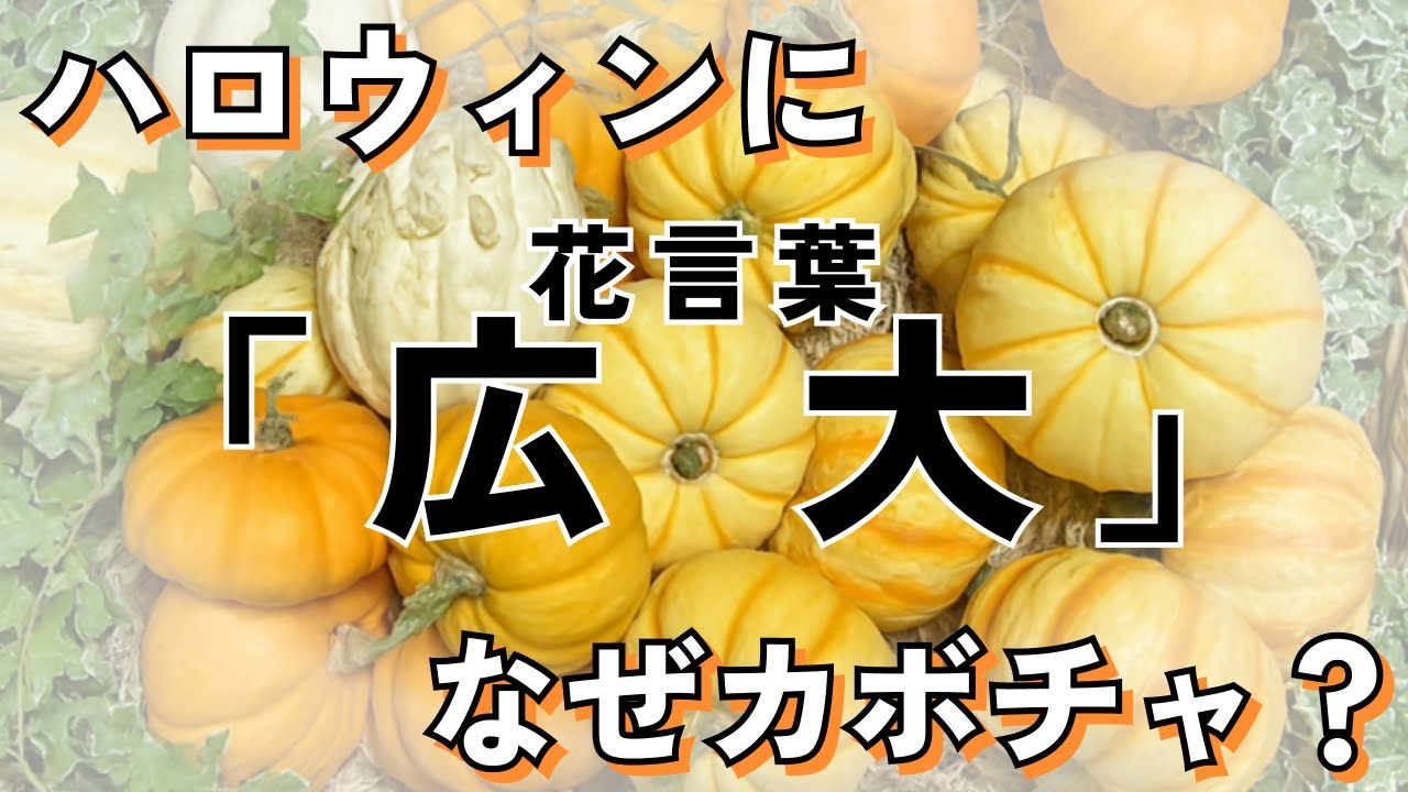 ハロウィンにカボチャを飾る理由って？カボチャの花言葉について