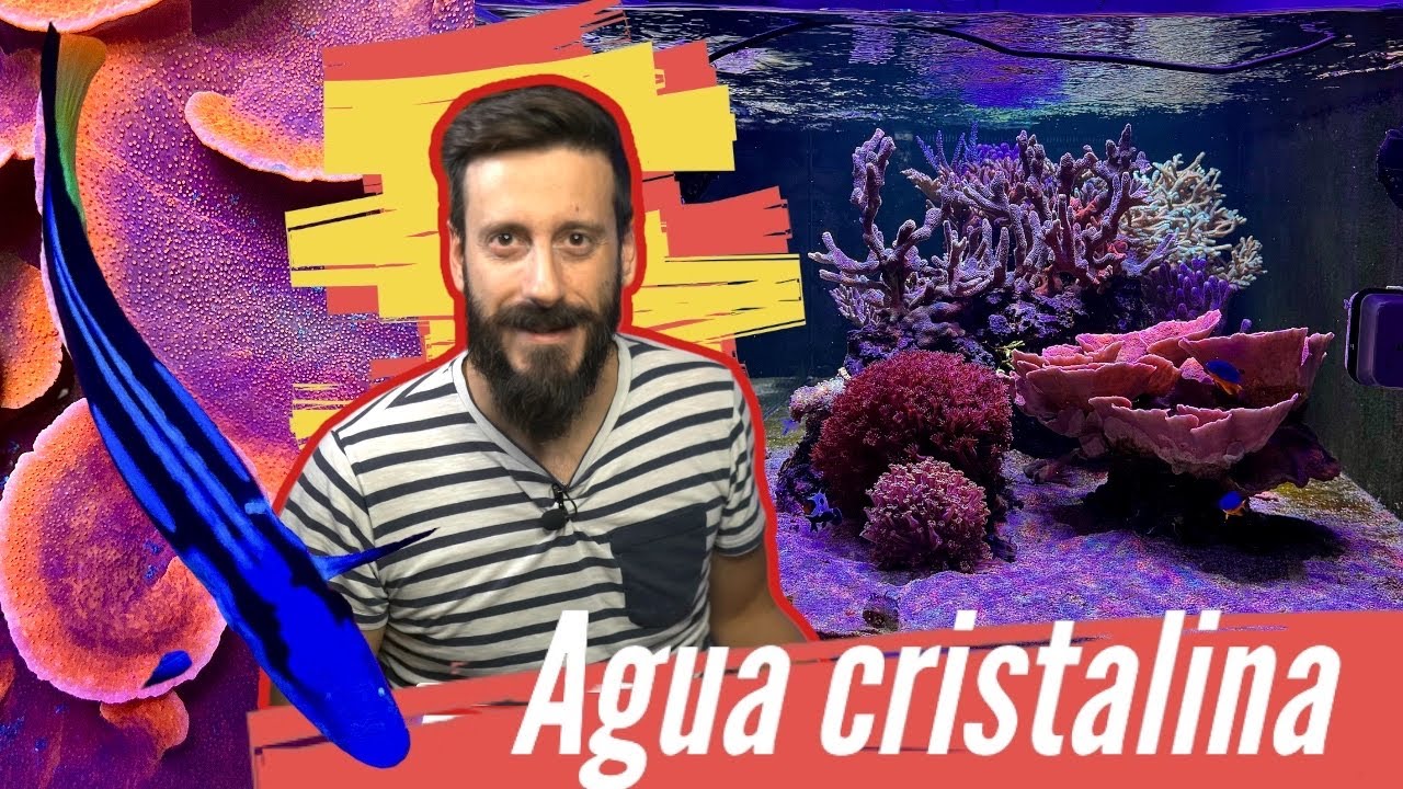 Acuario TRANSPARENTE: Cómo mantener el agua cristalina del acuario
